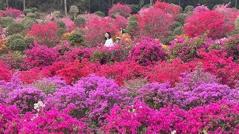 深圳都有哪些花海：繁盛花事，缤纷城市